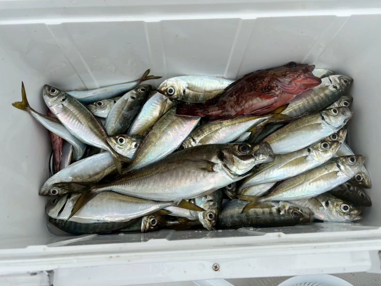 看板ターゲットのアジ釣り